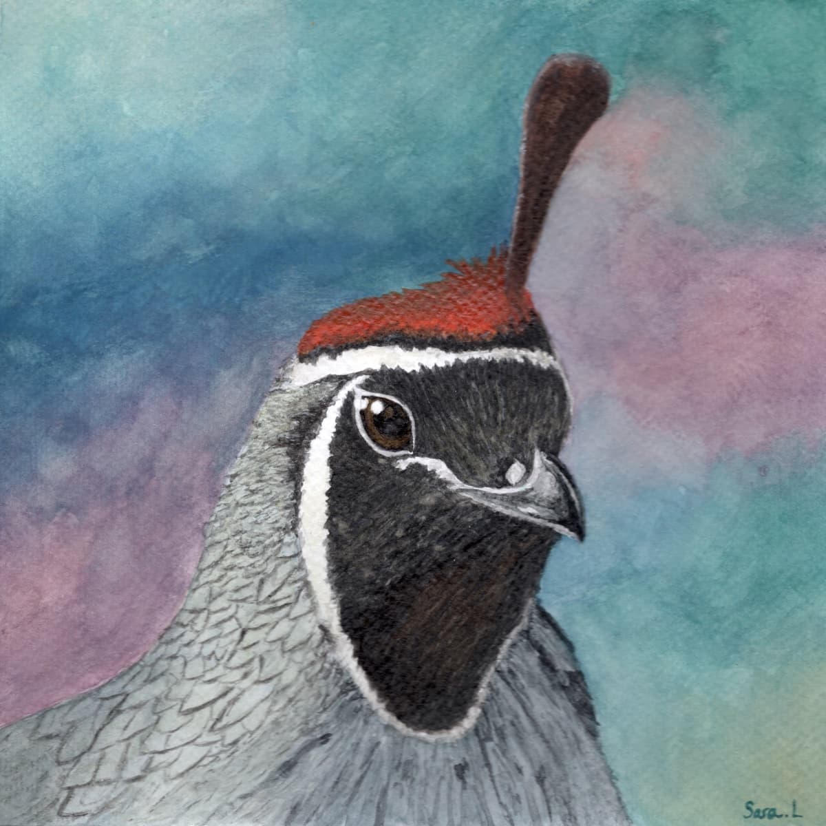Wise Young Gambel's Quail